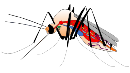Diagram of a mosquito showing their digestive system