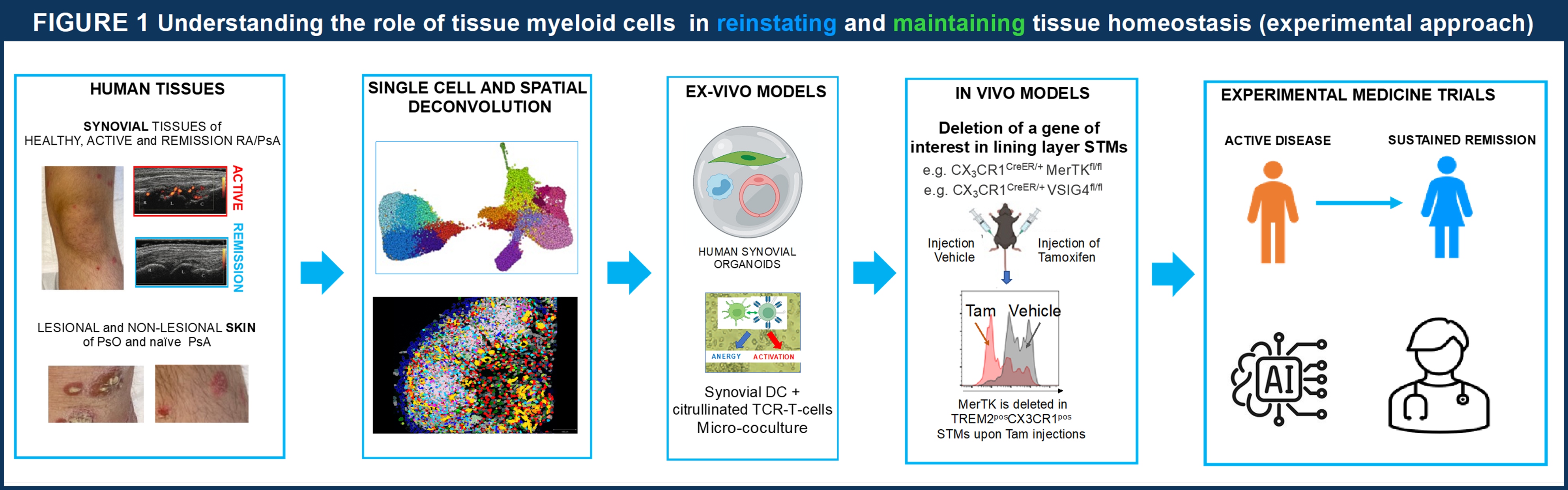 A graphic showing the understanding the role of tissue myeloid cells in reinstating and maintaining tissue homeostasis 