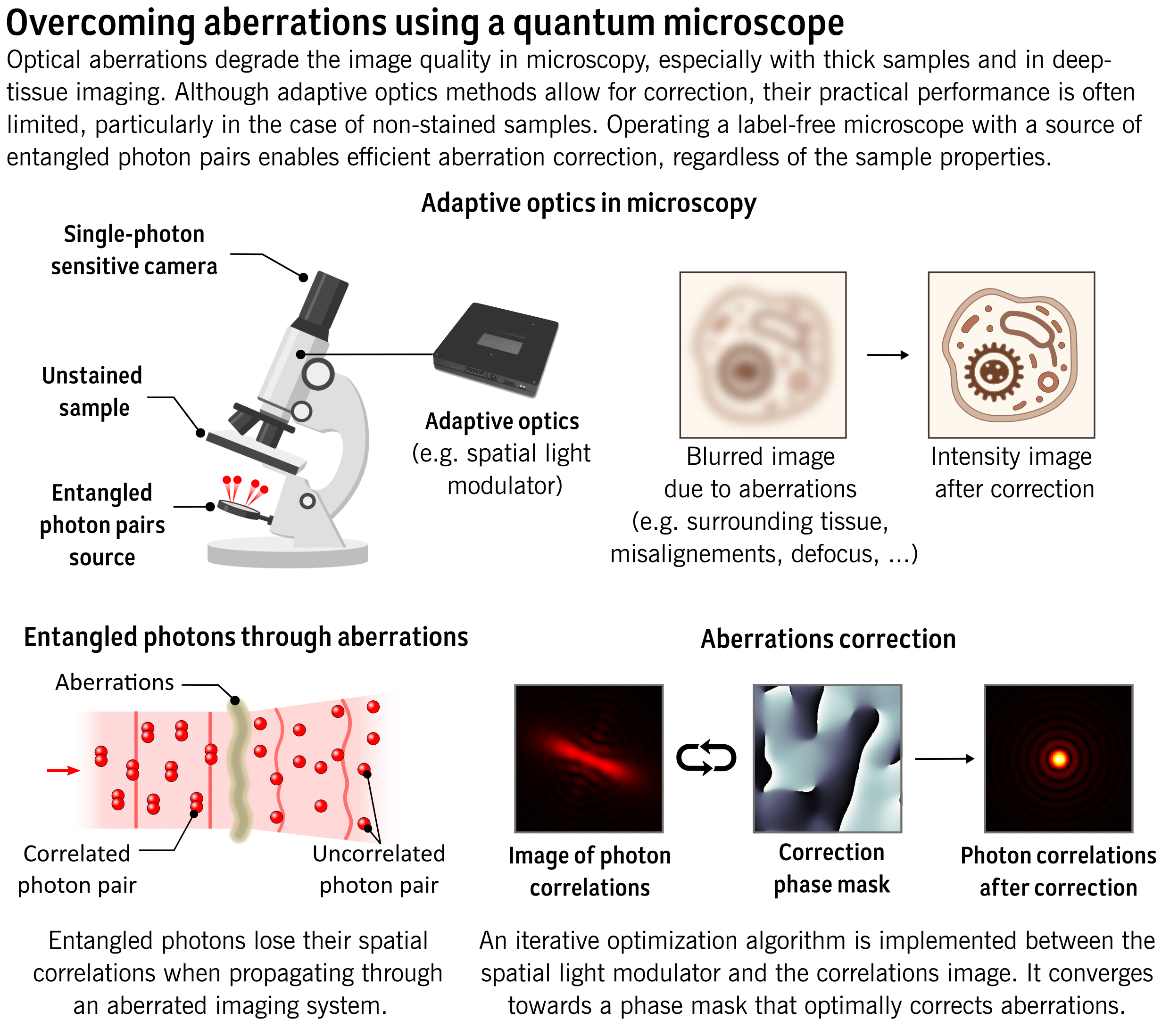 Optical aberrations degrade the image quality in microscopy, especially with thick samples and in deep-tissue imaging. Although adaptive optics methods allow for correction, their practical performance is often limited, particularly in the case of non-stained samples. Operating a label-free microscope with a source of entangled photon pairs enables efficient aberration correction, regardless of th