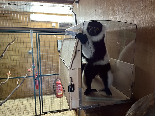 A photograph of a lemur exploring the LemurLounge installed in a lemur enclosure at Blair Drummond Safari Park