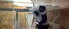 A photograph of the LemurLounge installed in a lemur enclosure at Blair Drummond Safari Park