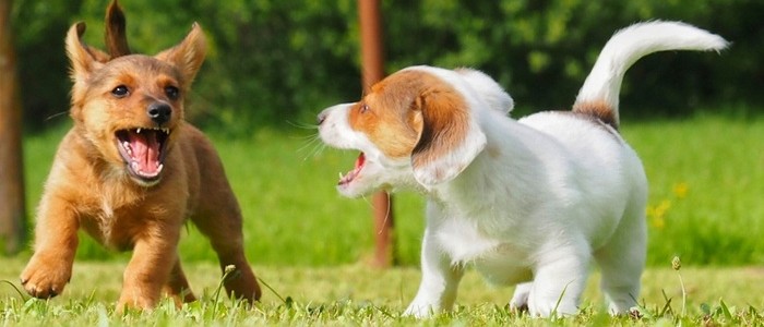 Two puppies playing on the grass, one brown and one white with brown ears