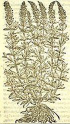 Image showing the Hyssopus plant from Mattioli's 