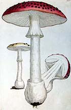 Agaricus muscarius (plate 286) from James Sowerby: Coloured figures of English fungi or mushrooms
(London: 1797-1803): Sp Coll Bower f6-9; follow the link to see a virtual exhibition of our natural history books.