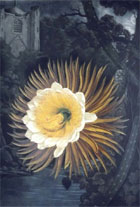 Mezzotint of the rarely flowering 'night blooming cereus' from Robert Thornton's Temple of Flora, 1799-1807. The white and yellow flower is set against a romanticised background of an English churchyard in the moonlight. (Sp Coll e23 plate 29) Links to web exhibition.