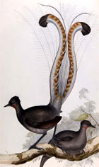 Hand coloured lithograph plate showing a lyre bird displaying its distinctive tail, from John Gould's Birds of Australia, 1840-1869. (Sp Coll n1-a.3 plate 14) Links to web exhibition.