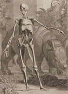 Black and white illustration from 'Tables of the skeleton and muscles of the human body', published by Bernhard Siegfried Albinus in 1749. (Sp Coll Hunterian Az.1.6, Table 4) Links to web exhibition.