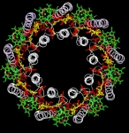 light-harvesting protein illustration