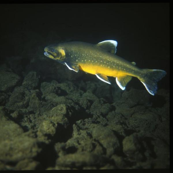 A large benthic ecomorph of Arctic charr from Thingvallavatn, Iceland