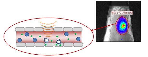 Showing ultrasound and microbubble mediated cardiac drug delivery