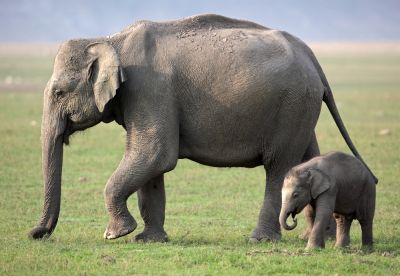 Asian elephant image