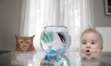 A cat and a baby looking at a fish in a fish bowl each with different contemplative looks on their face.