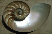 Spiral in a shell