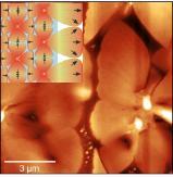 AFM image of the nucleation site of F-ADT crystals