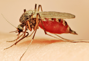 Anopheles mosquito image