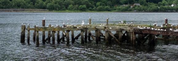 Movement of gulls in coastal habitat (Reudi's seabird ecology page)