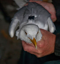 A Herring Gull from Pladda with GPS logger in May 2014