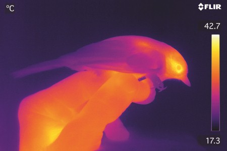 Thermal image of Great Tit