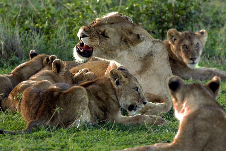 Photo of lions in Serengeti National Park, by Sian Brown.