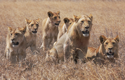 Serengeti lions. Image credit: Sian Brown
