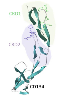 CD134 virus receptor
