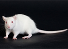 A white rodent