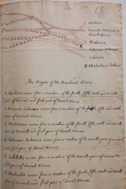  William Hunter's notes on Brachial Plexus, Special Collections