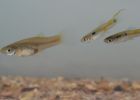Female and male guppies - credit Darren Croft and Safi Darden, University of Exeter.