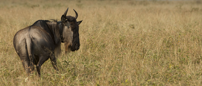 Wildebeest with tracking collar.