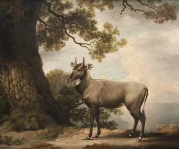 The Nilgai, oil painting by George Stubbs, 1769, of an Indian antelope newly introduced to Europe