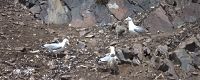 herring gulls with chicks