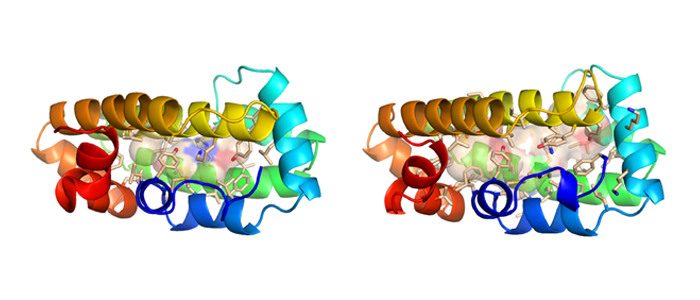 Na–FAR-1nematode fatty acid binding protein