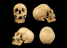 Image of four skulls seen from the front, back and each side