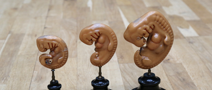 Image of embryology wax models
