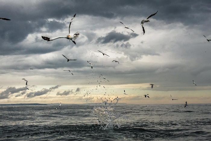 Diving gannets © Sam Hobson, with permission for use in this news story only.