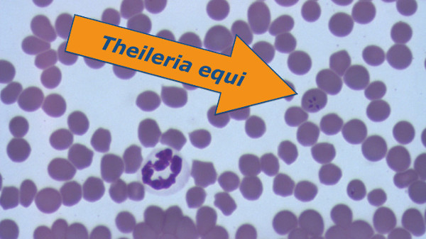 A Theileria equi infected red blood cell