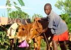 Image of livestock project in Tanzania