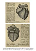 Heart Specimens from Quain's Elements of Anatomy