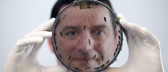 Image of a photo of technician Craig Lapsely and his tsetse flies 