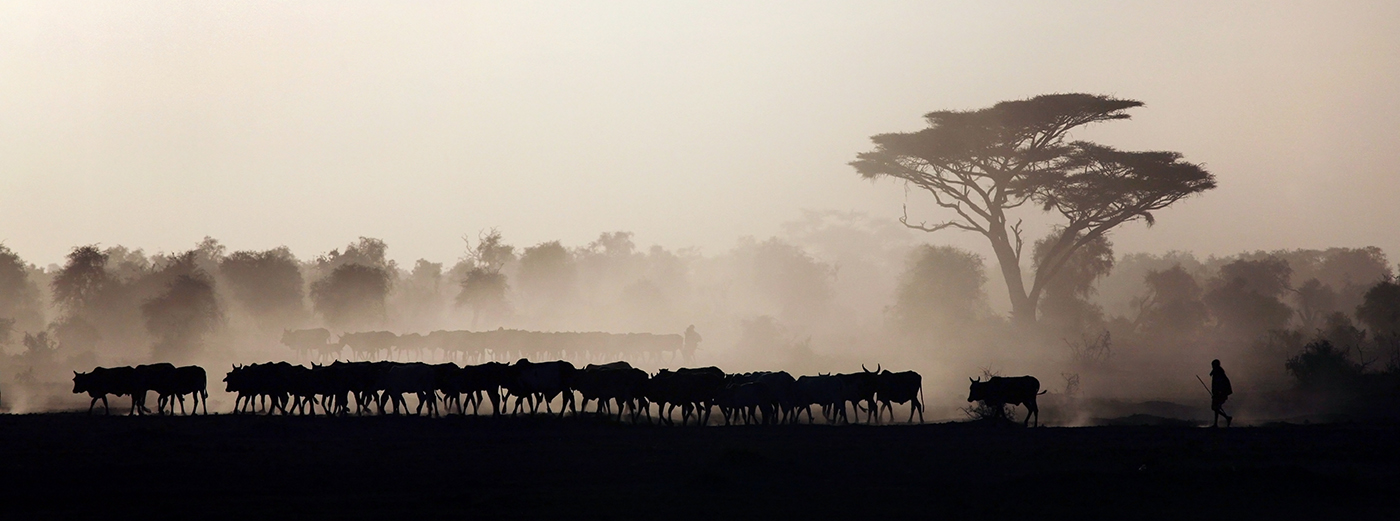 Farmer and cattle in African landscape