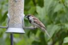 sparrow new
