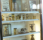Glass Display case at The Hunterian containing anatomical samples