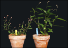 Pic of plant growth comparison