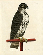 hand coloured illustration of Goshawk on Falconry stand from 18th century volume: A Natural History of Birds, London (1731-1738), Eleazar Albin