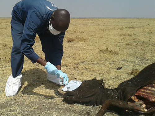 Community animal health worker checking a dead animal