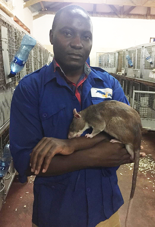 Brucella sniffer rat with handler in Tanzania