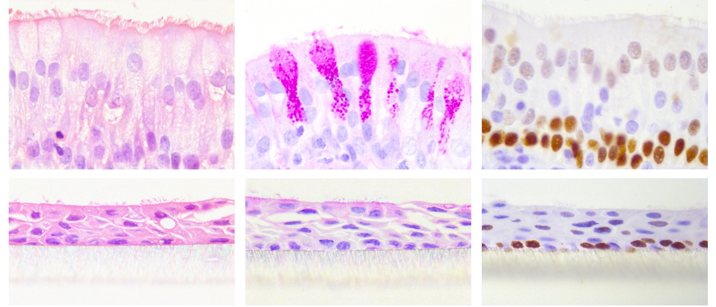 Top (L-R) ex vivo ovine tracheal epithelial, bottom (L-R) in vitro differentiated ovine airway epithelia. Stained with H&E, PAS and anti-p63
