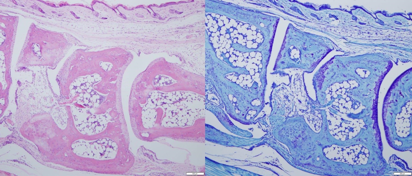 Mouse Joint, H&E and Toluidine Blue Staining