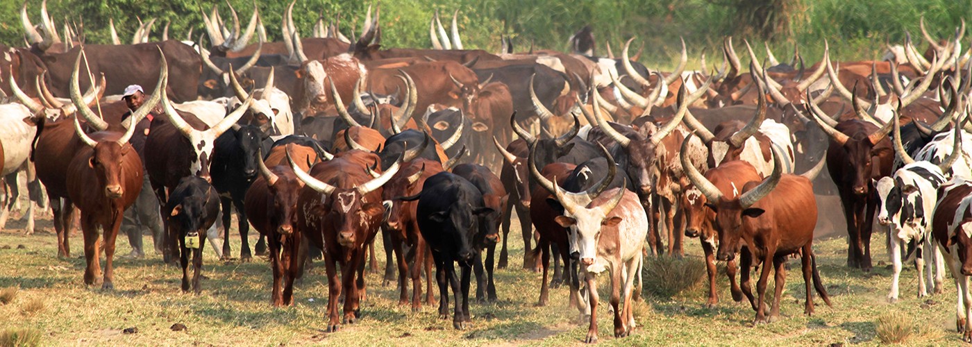 Longhorn cattle in Africa
