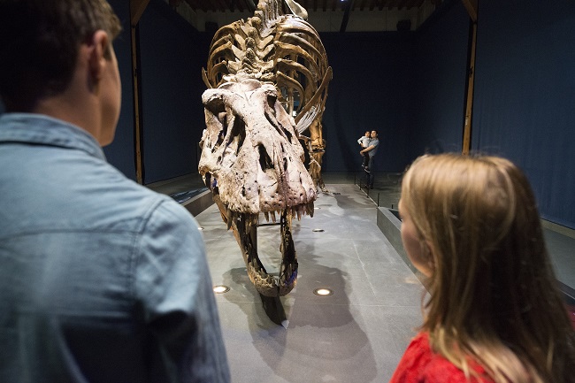 T.rex in Town - a T.rex skeleton will go on display in Glasgow's Kelvin Hall from April to July 2019.